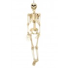 Skelett 90 cm